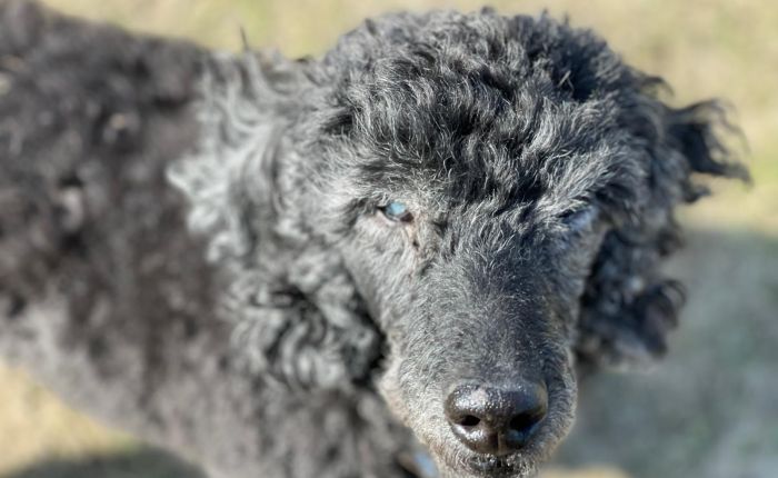 Sleep in the heat – An Epithath for a&nbsp;dog